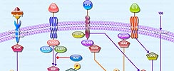 NF-KappaB (p50-p65) Pathway